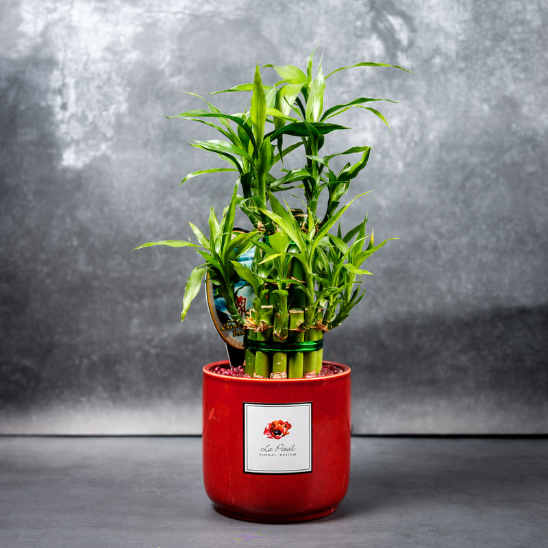 lucky bamboo sydney Lucky Bamboo